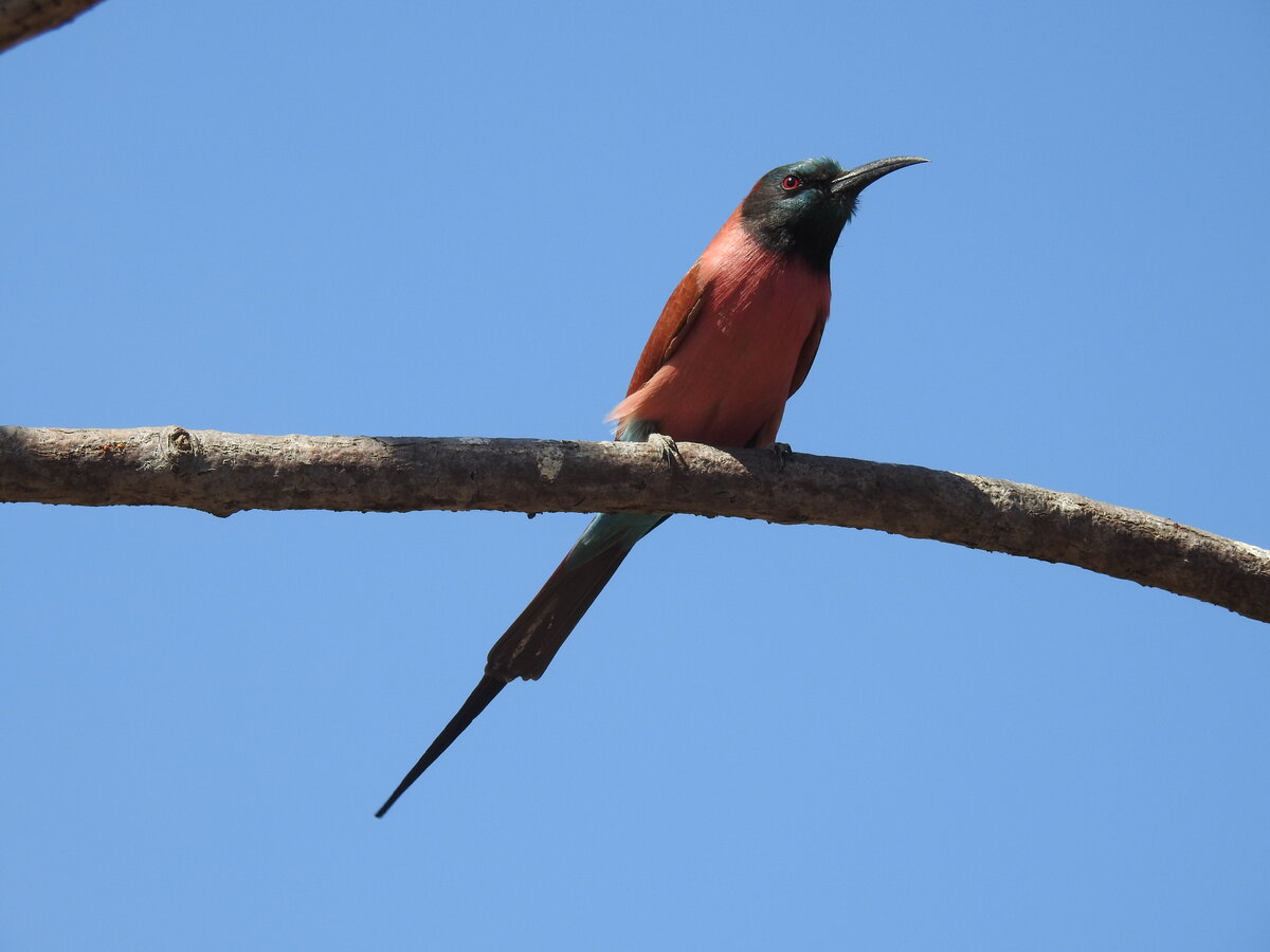 Northern Carmine Bee-Eater